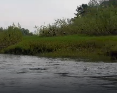 Сплав и рыбалка на р. Кострома от г. Буй до п. Прибрежный (длина 136 км) - фото