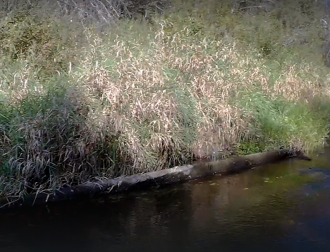 Сплав и рыбалка на р. Кострома от г. Буй до п. Прибрежный (длина 136 км) - фото