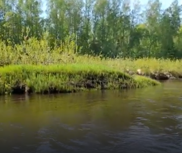 Сплав и рыбалка на р. Кострома от г. Буй до п. Прибрежный (длина 136 км) - фото