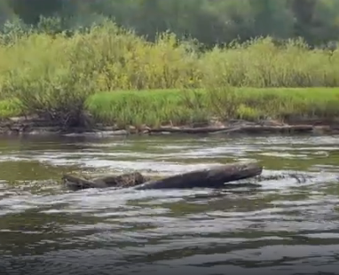 Сплав и рыбалка на р. Кострома от г. Буй до п. Прибрежный (длина 136 км) - фото