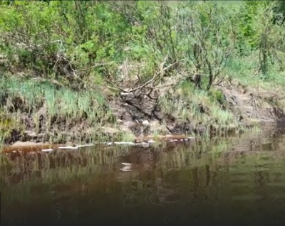 Сплав и рыбалка на р. Кострома от г. Буй до п. Прибрежный (длина 136 км) - фото