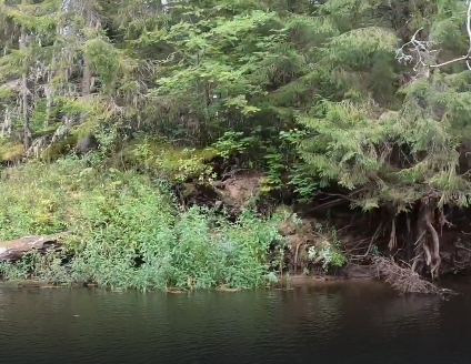 Сплав и рыбалка на р. Кобожа от п. Кабожа до г. Устюжна (длина 149 км) - фото