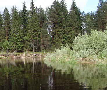 Сплав и рыбалка на р. Кобожа от п. Кабожа до г. Устюжна (длина 149 км) - фото