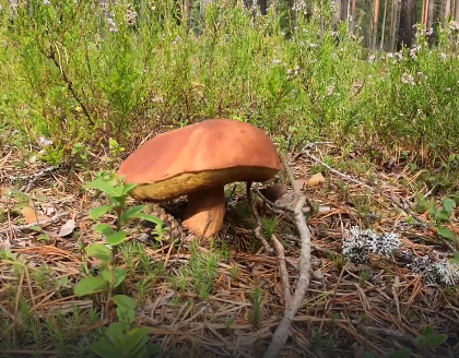 Сплав и рыбалка на р. Кобожа от п. Кабожа до г. Устюжна (длина 149 км) - фото