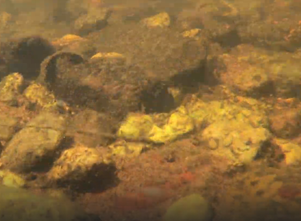 Сплав и рыбалка на р. Кобожа от п. Кабожа до г. Устюжна (длина 149 км) - фото