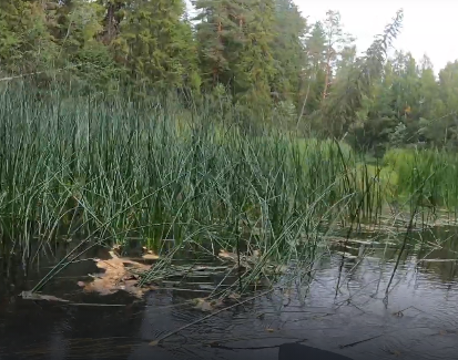 Сплав и рыбалка на р. Кобожа от п. Кабожа до г. Устюжна (длина 149 км) - фото