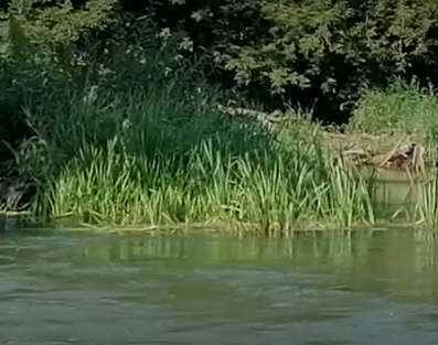 Сплав и рыбалка на реке Уза от с. Китунькино до п. Шемышейка (длина 95 км) - фото