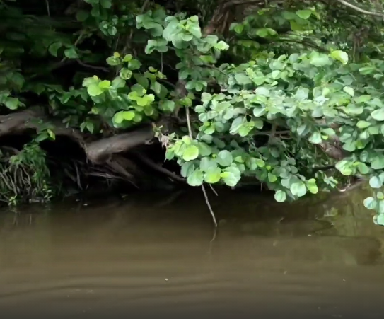 Сплав и рыбалка на реке Уза от с. Китунькино до п. Шемышейка (длина 95 км) - фото