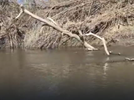 Сплав и рыбалка на реке Барыш от п. Чуфарово до г. Алатырь (длина 178 км) - фото