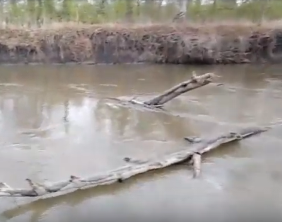 Сплав и рыбалка на реке Барыш от п. Чуфарово до г. Алатырь (длина 178 км) - фото