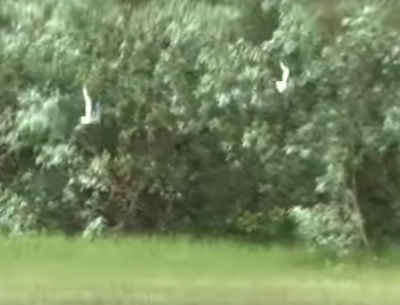 Сплав и рыбалка на реке Коса от с. Мухино до п. Косино (длина 61 км) - фото