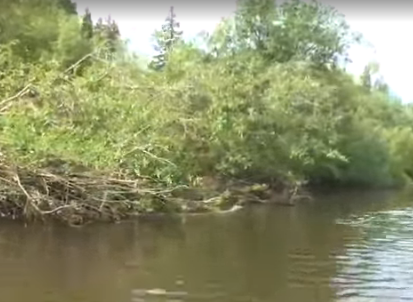 Сплав и рыбалка на реке Коса от с. Мухино до п. Косино (длина 61 км) - фото