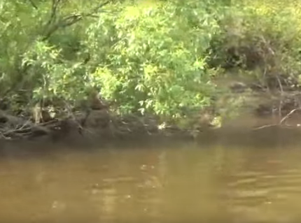 Сплав и рыбалка на реке Коса от с. Мухино до п. Косино (длина 61 км) - фото