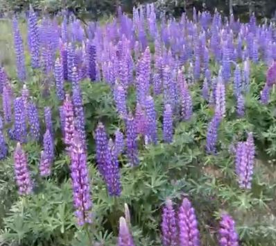 Сплав и рыбалка на р. Колпь от п. Верхневольский до д. Заполье (длина 99 км) - фото