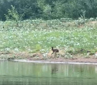 Сплав и рыбалка на р. Колпь от п. Верхневольский до д. Заполье (длина 99 км) - фото