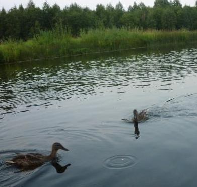 Сплав и рыбалка на р. Колпь от п. Верхневольский до д. Заполье (длина 99 км) - фото