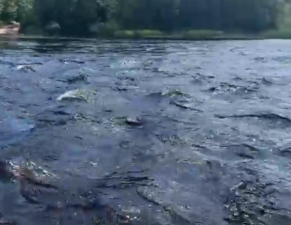 Сплав и рыбалка на р. Колпь от п. Верхневольский до д. Заполье (длина 99 км) - фото