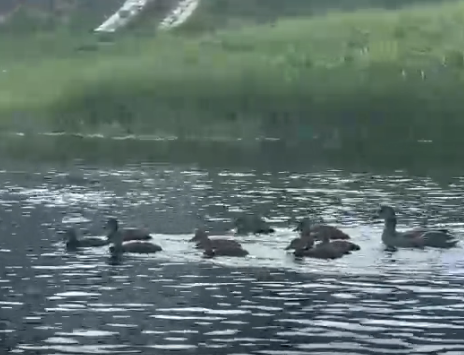 Сплав и рыбалка на р. Колпь от п. Верхневольский до д. Заполье (длина 99 км) - фото