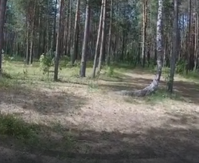 Сплав и рыбалка на р. Чагодоща от д. Клавлино до п. Желябова (длина 66 км) - фото