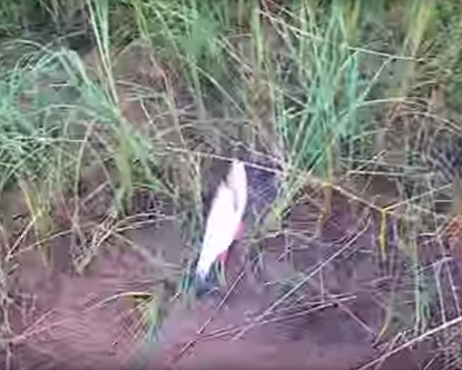 Сплав и рыбалка на р. Чагодоща от д. Клавлино до п. Желябова (длина 66 км) - фото