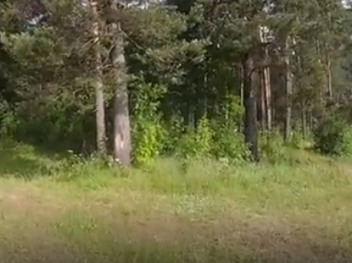 Сплав и рыбалка на р. Чагодоща от д. Клавлино до п. Желябова (длина 66 км) - фото