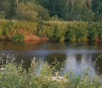 Сплав и рыбалка на р. Чагодоща от д. Клавлино до п. Желябова (длина 66 км) - фото