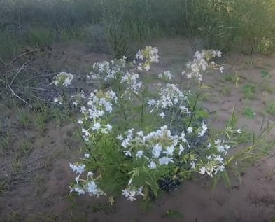 Сплав и рыбалка на р. Самара от с. Богатое до г. Самара (длина 166 км) - фото