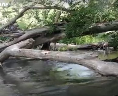 Сплав и рыбалка на реке Терёшка от с. Покровка до п. Молодежный (длина 115 км) - фото