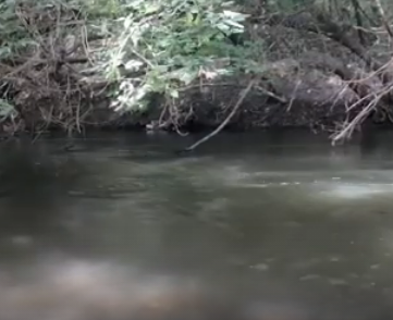 Сплав и рыбалка на реке Терёшка от с. Покровка до п. Молодежный (длина 115 км) - фото