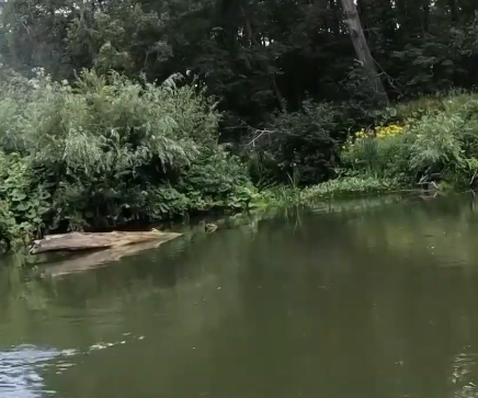 Сплав и рыбалка на р. Сок от п. Участок Сок до п. Участок Сок (длина 180 км) - фото