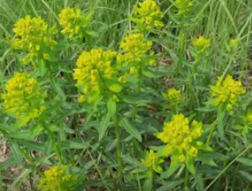 Сплав и рыбалка на р. Сок от п. Участок Сок до п. Участок Сок (длина 180 км) - фото