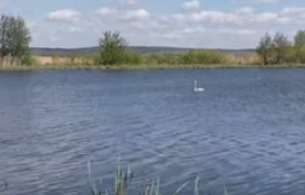 Сплав и рыбалка на р. Сок от п. Участок Сок до п. Участок Сок (длина 180 км) - фото
