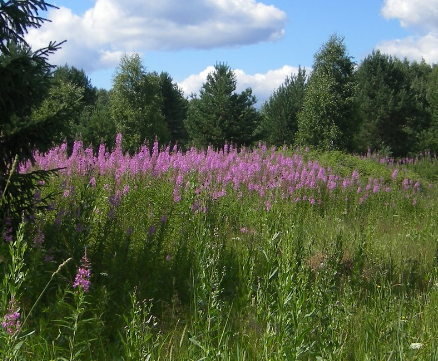 Сплав и рыбалка на р. Кубена от п. Пролетарский до г. Харовск (длина 180 км) - фото