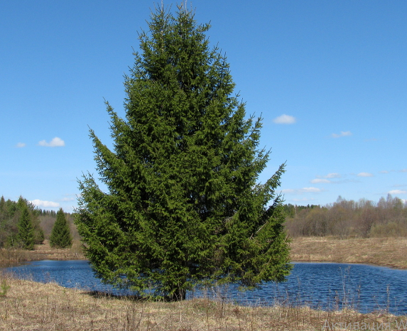 Сплав и рыбалка на р. Кубена от п. Пролетарский до г. Харовск (длина 180 км) - фото