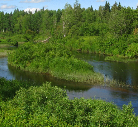 Сплав и рыбалка на р. Кубена от п. Пролетарский до г. Харовск (длина 180 км) - фото