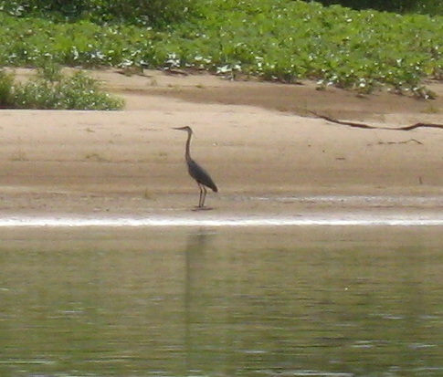 Сплав и рыбалка на р. Быстрица от п. Стрижи до д. Скозырята (длина 48 км) - фото