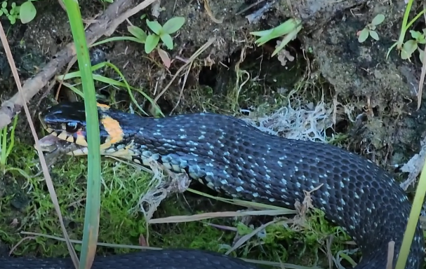 Сплав и рыбалка на р. Б. Иргиз  от Старой Порубёжка  до п. Заволжский (139 км) - фото