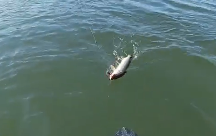 Сплав и рыбалка на реке Большой Иргиз от с. Березово до с. Быков Отрог (158 км) - фото