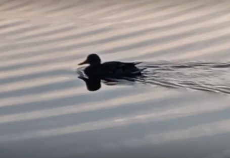 Сплав и рыбалка на реке Большой Иргиз от с. Березово до с. Быков Отрог (158 км) - фото