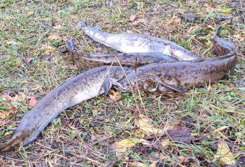 Сплав и рыбалка на р. Унжа от г. Мантурово до г. Макарьев (длина 101 км) - фото