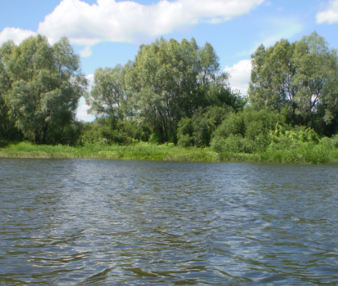 Сплав и рыбалка на р. Цна от д. Колдамышево до г. Сасово (длина 25 км) - фото