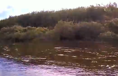 Сплав и рыбалка по р. Омь от г. Куйбышев до с. Старые Карачи (длина 166 км) - фото